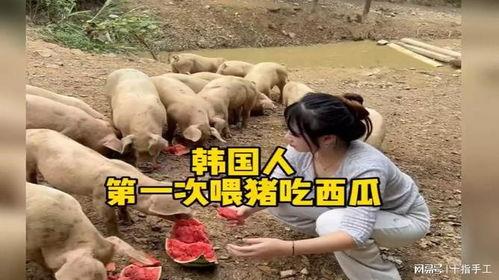 为什么给猪吃瓜,揭秘为何猪爱吃瓜的秘密