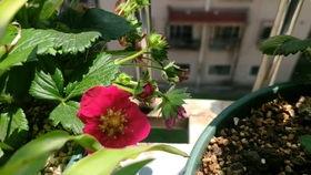 吃哈密瓜晚上吐了,哈密瓜夜宴后的不适之夜