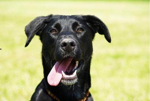 黑狗网红,揭秘网络红人的崛起之路