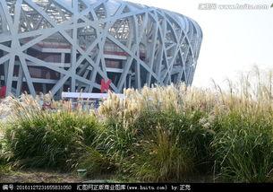 芦苇做网红的鸟巢,打造网红鸟巢，生态与创意的完美融合