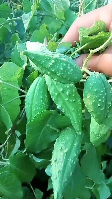 吃瓜取瓢,揭秘娱乐圈幕后真相