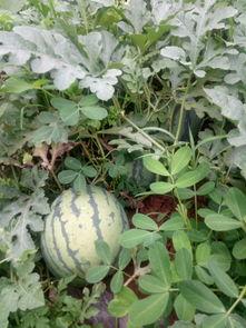 六月娱乐吃瓜季,年度吃瓜季大揭秘